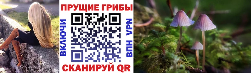 Псилоцибиновые грибы Psilocybine cubensis Апатиты